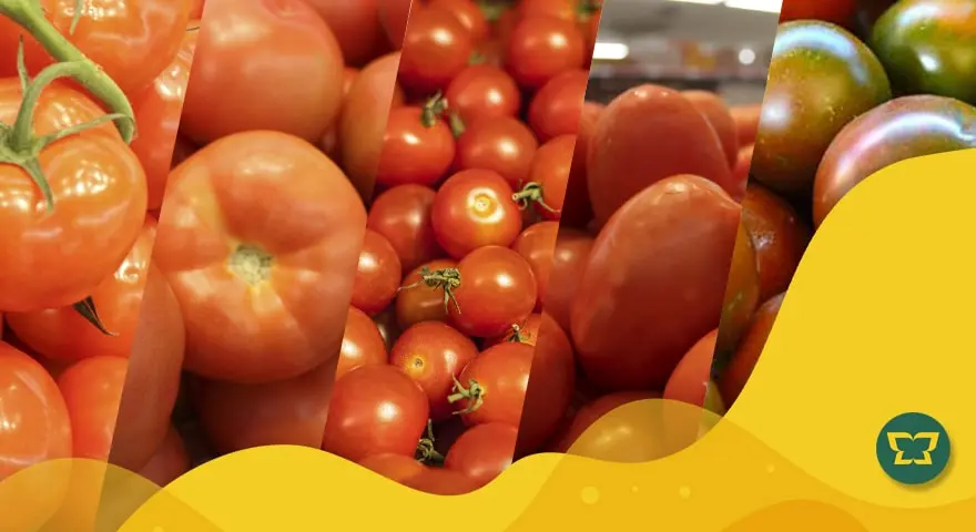 El mejor tomate para hacer una pizza deliciosa - Cuál es el mejor tipo de tomate mejor tomate para pizza - Cuál es el mejor tipo de tomate