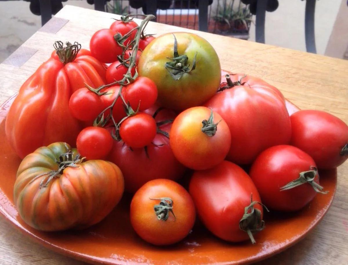 El mejor tomate para hacer una pizza deliciosa - Cuál es el mejor tomate para salsa de tomate mejor tomate para pizza - Cuál es el mejor tomate para salsa de tomate